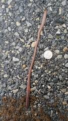 Aporrectodea caliginosa