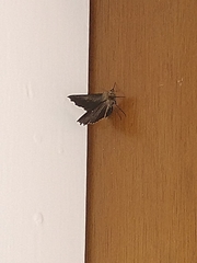 Odontopera bidentata