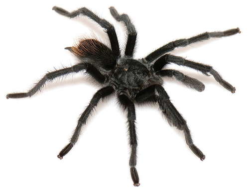 Grand Canyon Black Tarantula