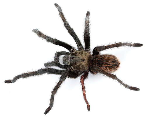 Rio Grande Gold Tarantula
