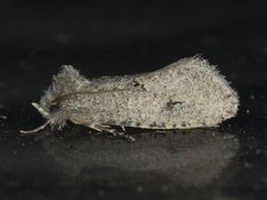 Acrolophus kearfotti