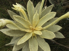Espeletia barclayana
