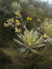 Espeletia barclayana