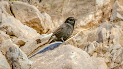 Oenanthe leucura