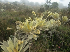 Espeletia barclayana