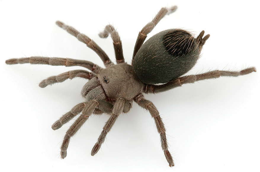 Paloma Dwarf Tarantula