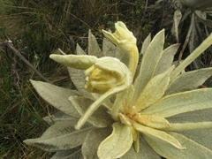 Espeletia barclayana