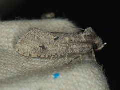 Acrolophus kearfotti