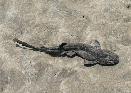 Donkere schaamhaai (Haploblepharus pictus) — Scyliorhinidae — 2