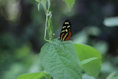 Mechanitis polymnia lycidice