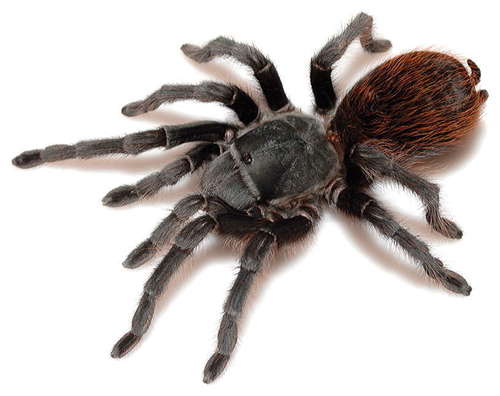 Peloncillo Tarantula (Aphonopelma peloncillo) · iNaturalist