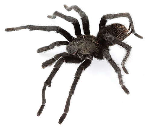Steindachner's Ebony Tarantula
