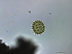 Hydrodictyaceae
