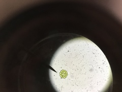 Hydrodictyaceae
