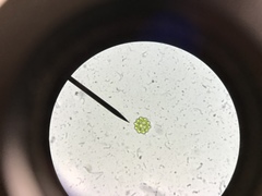 Hydrodictyaceae