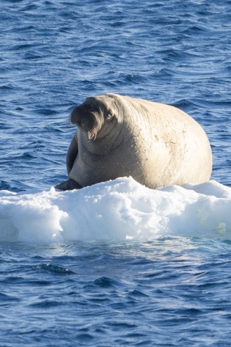 Walrus