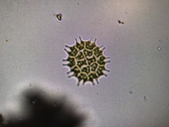 Hydrodictyaceae