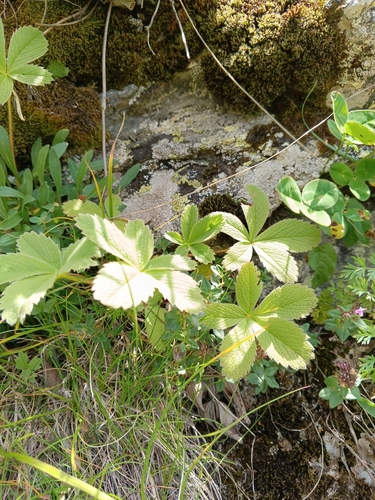 Potentilla brachypetala, photograph 1