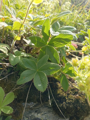 Potentilla brachypetala, photograph 2