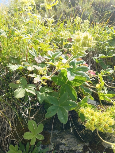 Potentilla brachypetala, photograph 3