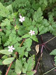 Geranium robertianum