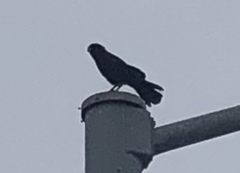 Corvus brachyrhynchos