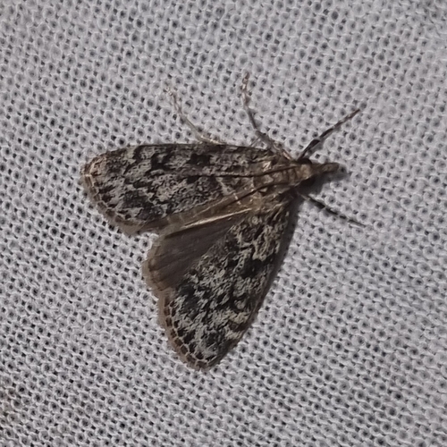 Ground-moss Grey, 8072 Nunspeet, Nederland, photo 9 of 10