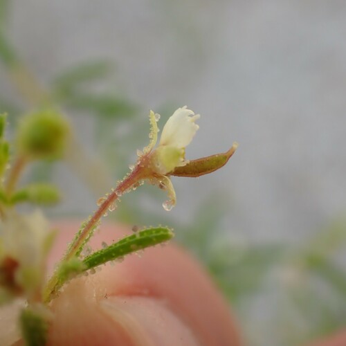 Image of Polanisia jamesii by no rights reserved