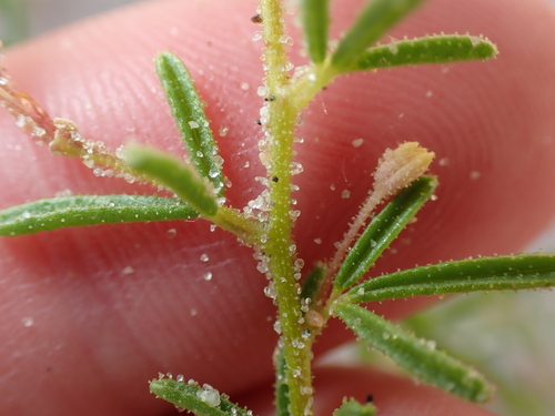 Image of Polanisia jamesii by no rights reserved