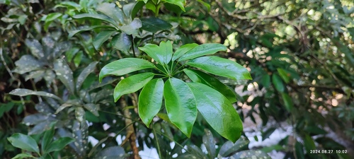 Heptapleurum arboricola