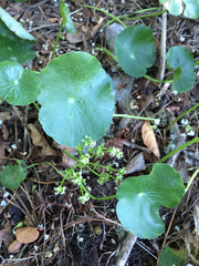 Hydrocotyle umbellata