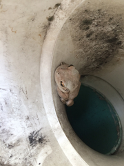 Osteopilus septentrionalis