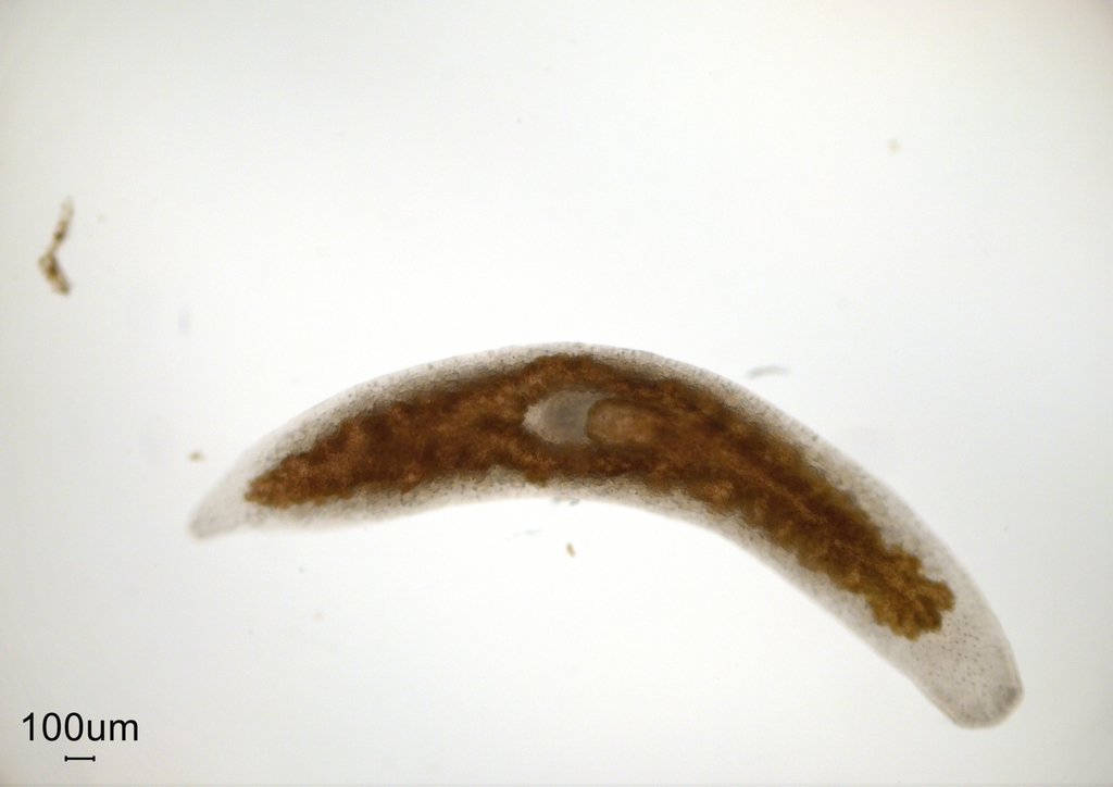 Bothrioplanida