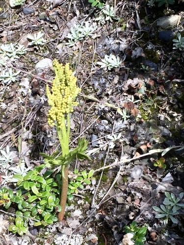 Alaska moonwort (Botrychium alaskense)