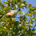 Manzanos, Perales, Espinos Y Parientes - Photo (c) Hans Hillewaert, algunos derechos reservados (CC BY-SA)