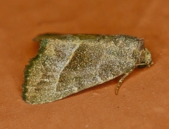Ogdoconta altura