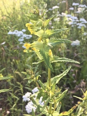 Rhinanthus minor