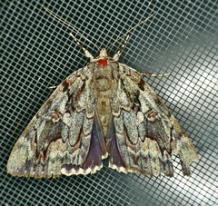 Catocala agrippina