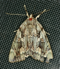 Catocala agrippina