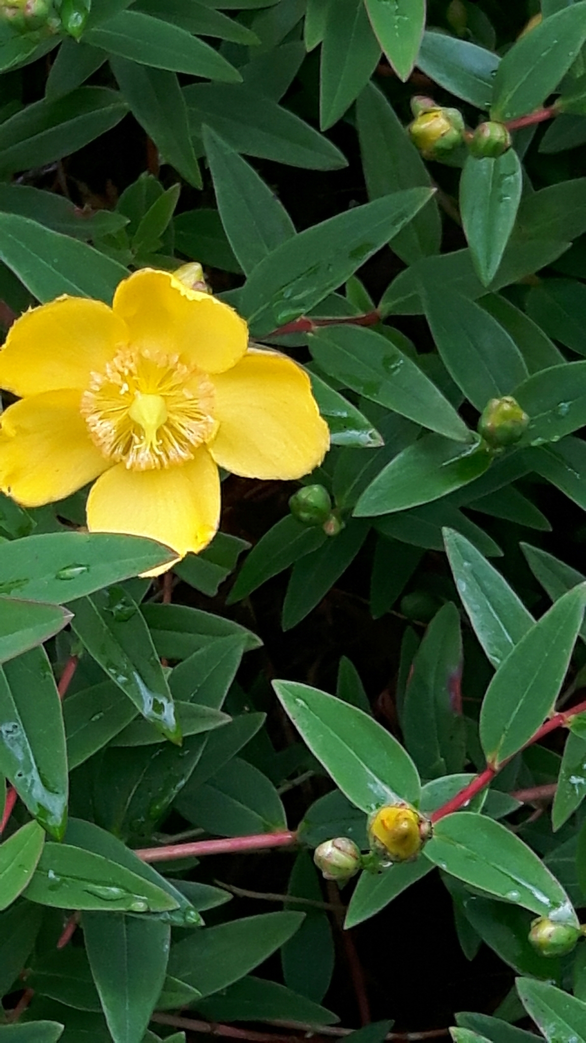 Hypericum X moserianum