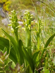 Platanthera hyperborea