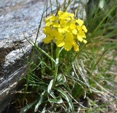 Erysimum jugicola