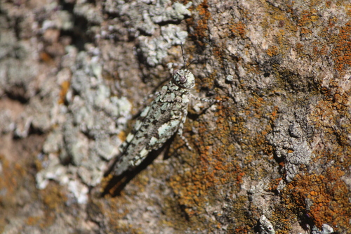 Lichen Grasshopper
