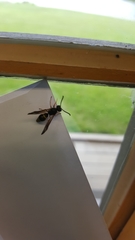 Ancistrocerus unifasciatus