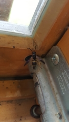 Ancistrocerus unifasciatus