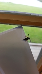 Ancistrocerus unifasciatus