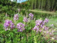 Oxytropis borealis