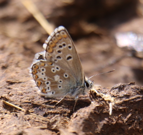 Aricia crassipuncta