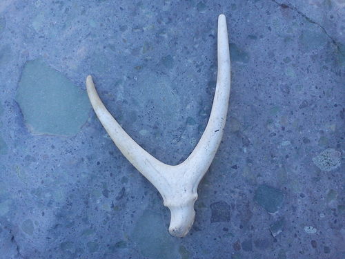 Hippocamelus antisensis