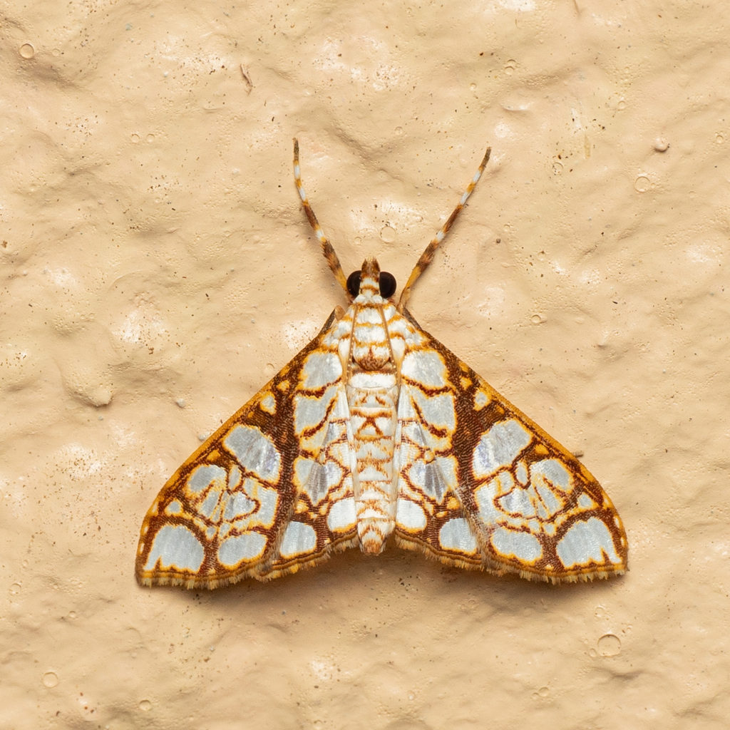 Bocchoris placitalis